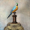 Macaw The Parrot