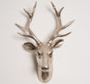 Champagne Deer Head