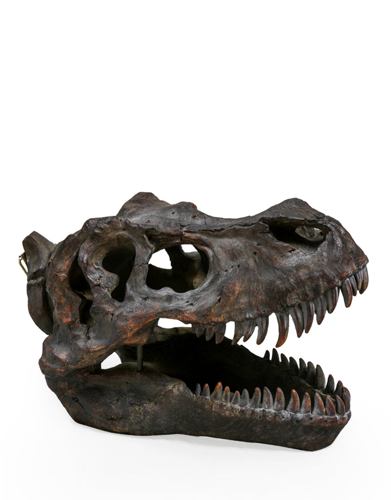 Large T Rex Skull